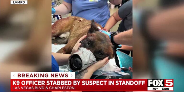 Las Vegas K9 stabbed by suspect in standoff – Fox 5 Las Vegas