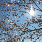 Capitol Cherry Blossoms Ja 00002 Scaled E1712337095412.jpg