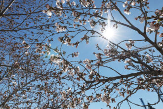 Capitol Cherry Blossoms Ja 00002 Scaled E1712337095412.jpg