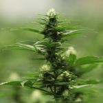 Floweringcannabisplant940.png