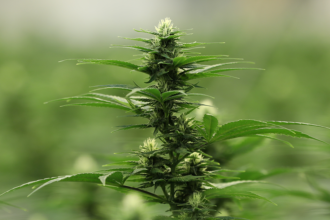 Floweringcannabisplant940.png