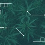 Weed Explainer Texas Cannabis Cannabinoids Thc.jpg