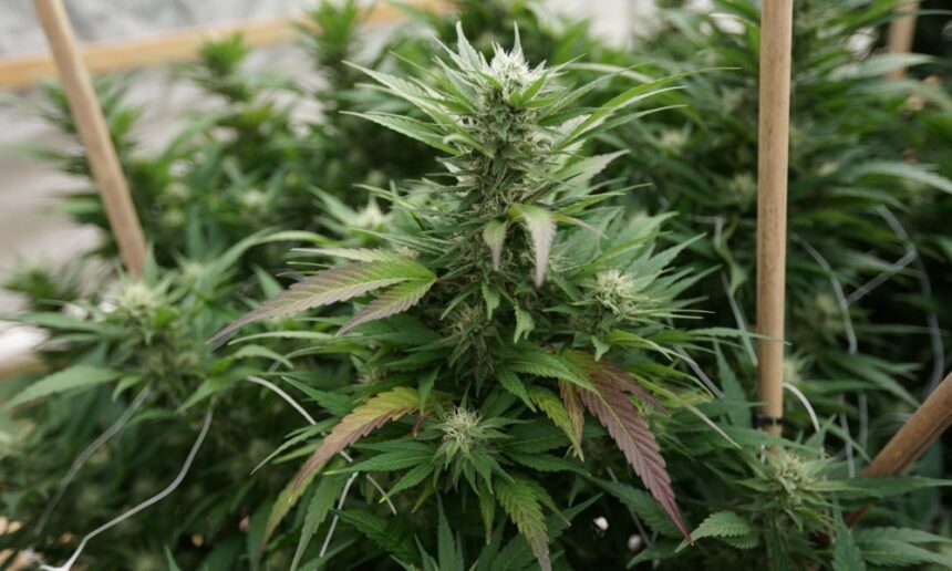 Marijuana Plants 13 1000x600.jpg
