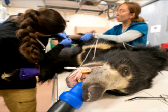 06 14 24 Zoo Miami Sloth Bear.png