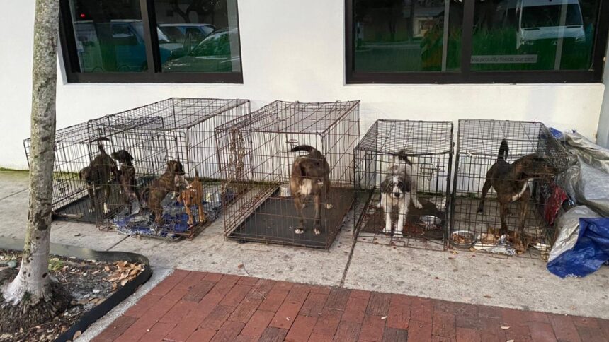 Humane Society Of Miami Dogs Abandoned.jpg