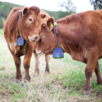 Nofence Collar For Cattle.png