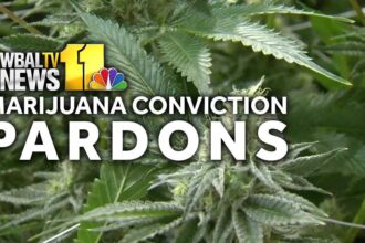 Marijuana Conviction Pardons 6670241b198d9.jpg