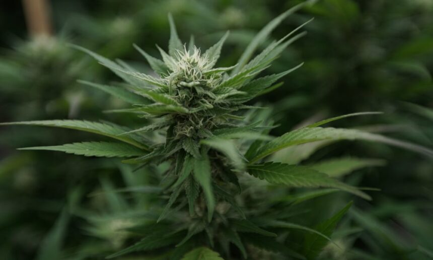 Marijuana Plants 38 1000x600.jpg