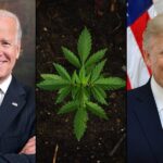 Trump Biden Marijuana 1000x600.jpg