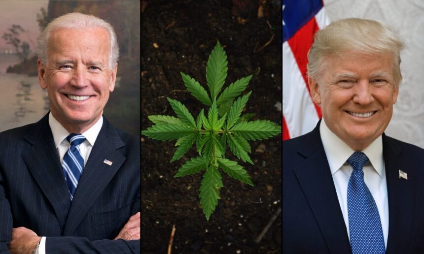 Trump Biden Marijuana 1000x600.jpg
