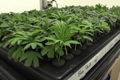 10p Pkg Weed Licensing Wcco5j3t.jpg