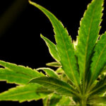 15055020 Cannabis Plant Img.jpg