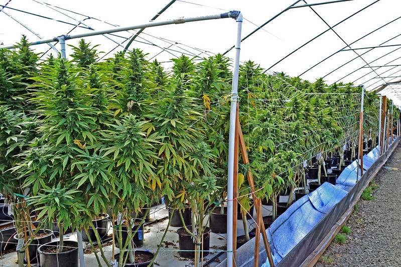 Marijuana Plants At Sol Sisters Farms Oregon Department Of Agriculture.jpg