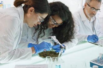 A Couple Of Scientists Reviewing A Cannabis Plant.jpg