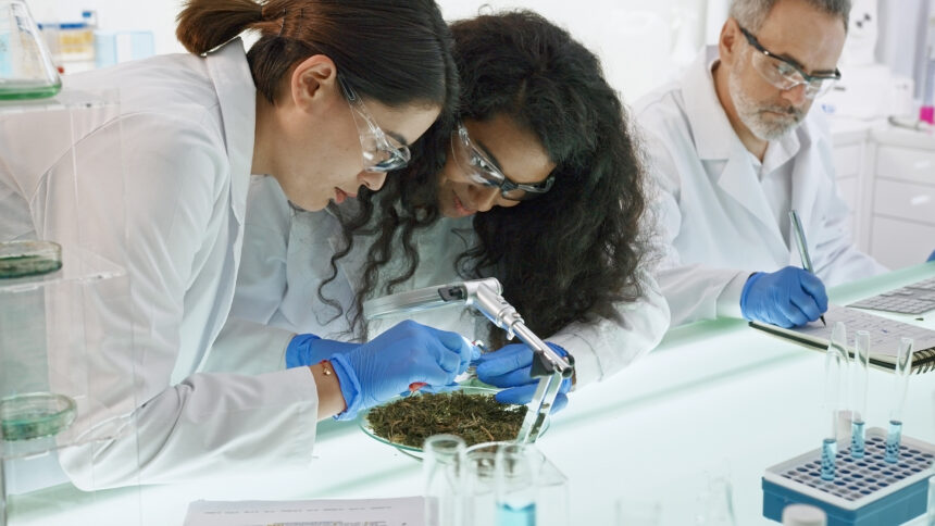 A Couple Of Scientists Reviewing A Cannabis Plant.jpg