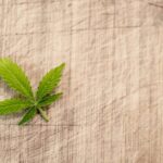 Cannabis Leaf 1000x600.jpg