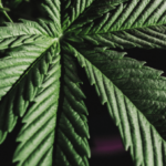 Cannabis Leaf.png