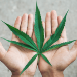 Cannabis Leaf Hands.png