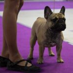 French Bulldog On Local National Club Dog Show Russia Moscow 2020.jpg