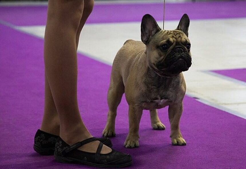 French Bulldog On Local National Club Dog Show Russia Moscow 2020.jpg