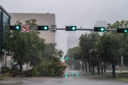 Hurricane Beryl Tree Down.jpg