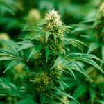 Legal Cannabis Plants.png