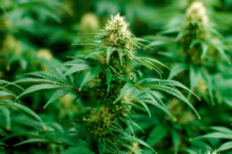 Legal Cannabis Plants.png