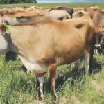 Cows Electric Collars 3.jpg