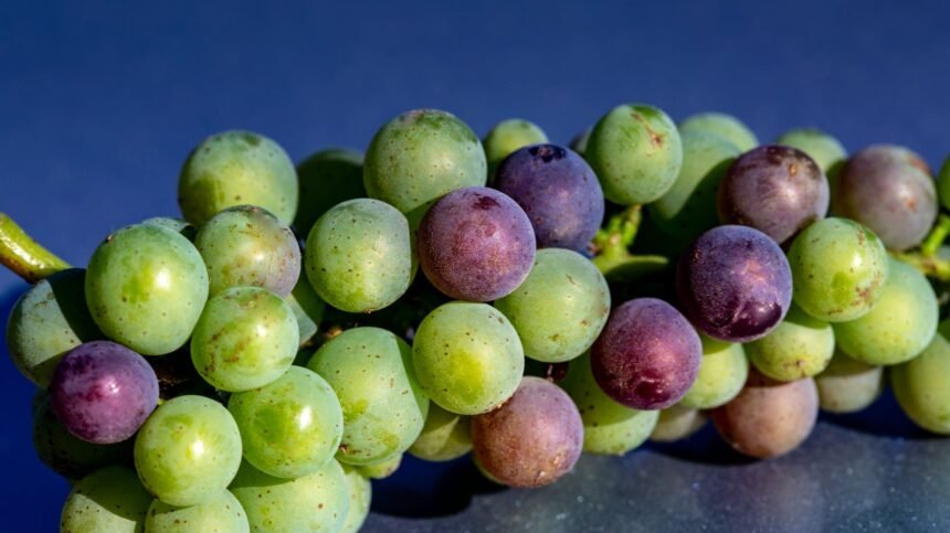 55c4eb 20241118 Bunch Of Grapes 2000.jpg