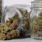 Cannabis Education Pkg 00.01.00.22.jpg