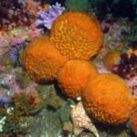 Inline Microlenses Bioglass Sea Sponges Puffball Sponge Tethya Aurantia Wikimedia Commons.jpg