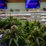 Cannabis Overstock2.jpg