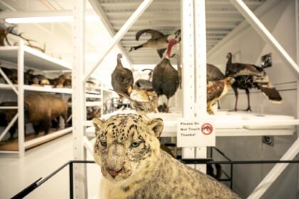 230301 Dmns Denver Museum Of Nature And Science Archives Kevinjbeaty 05.jpg