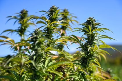 Recreational Marijuana