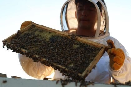19-year-old beekeeper after fire