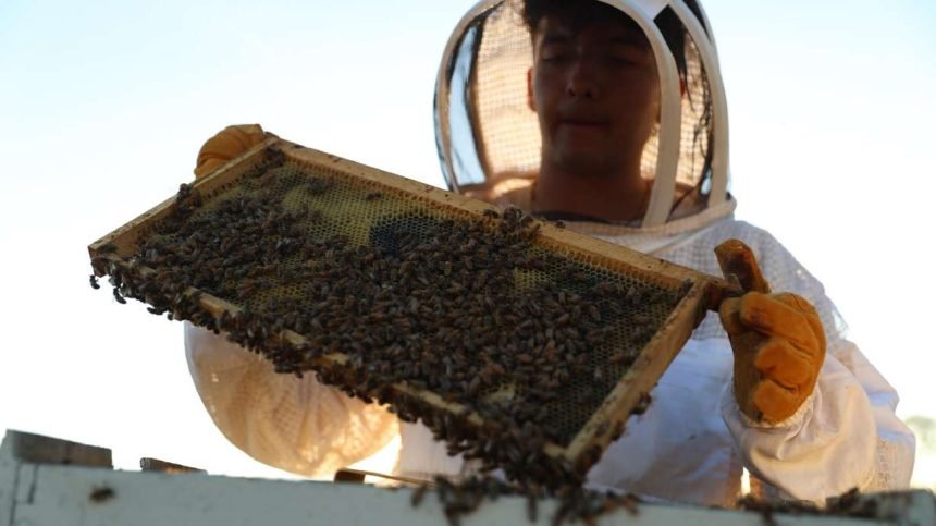 19-year-old beekeeper after fire