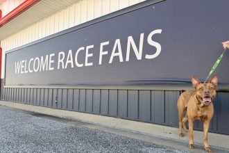 Animal Adoption