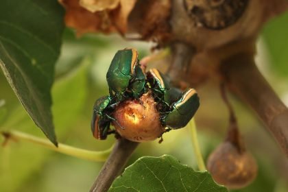 green beetle