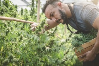Aurora Cannabis stock