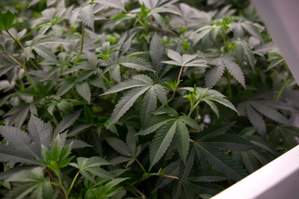 LA cannabis businesses with unpaid taxes